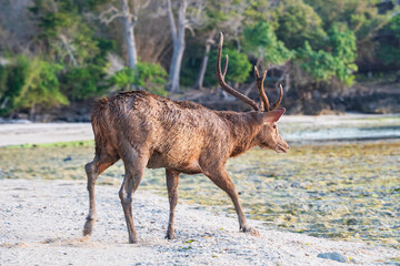 Antelopes on the beach at sunset in the Alas Purwo jungle of East Java, Indonesia