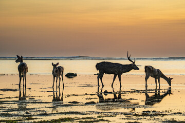 Antelopes on the beach at sunset in the Alas Purwo jungle of East Java, Indonesia