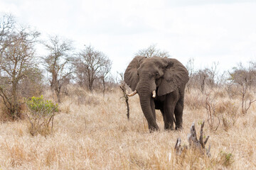 Fototapeta premium Elephant bull hanging around and searching for food and water in the Kruger National Park in South Africa