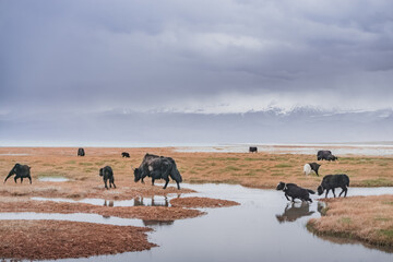 A herd of yaks walks along the grassy valleys of the Pamir highlands against the backdrop of mountain ranges with snow, an animal in the Tien Shan mountains in cloudy weather