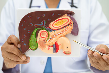 Liver with gallbladder, pancreas spleen and duodenum, Asian doctor holding human anatomy model for...