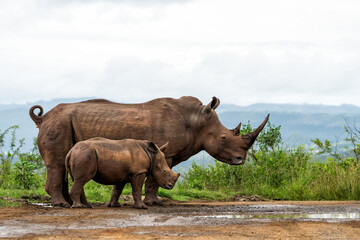 Fototapeta premium White rhinoceros (Ceratotherium simum) mother and calf walking around and feeding in Hluhluwe Game Reserve in South Africa
