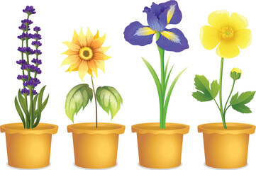 Different types of flowers in pots