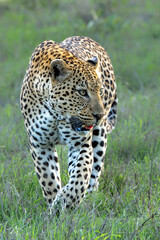 Leopard male hanging around in Sabi Sands Game Reserve in the Greater Kruger Region in South Africa
