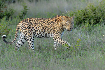 Leopard male hanging around in Sabi Sands Game Reserve in the Greater Kruger Region in South Africa