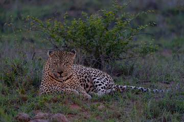 Leopard male hanging around in Sabi Sands Game Reserve in the Greater Kruger Region in South Africa