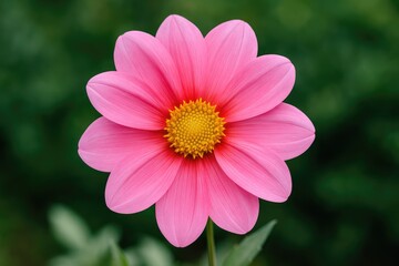 Obraz premium Pink blossom at a historic estate showcasing Taipei's charm