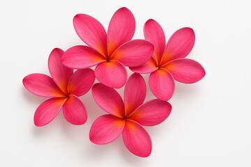 Obraz premium Beautiful pink frangipani blossom