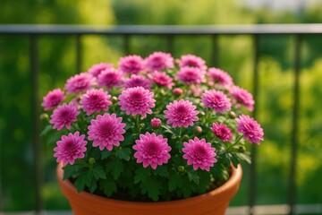 Pink chrysanthemum flowers in a container on a balcony