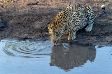 Leopard male hanging around in Sabi Sands Game Reserve in the Greater Kruger Region in South Africa