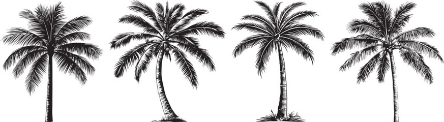 Palm Trees Vector Illustration Isolated on White Background