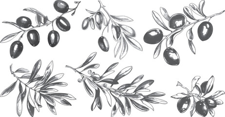 Olive Branches Vector Illustration, Isolated on White Background.