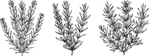 Rosemary Sprigs Vector Illustration on White Background.