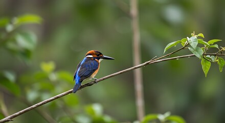 Obraz premium Vibrant Blue-eared Kingfisher Perched on a Branch