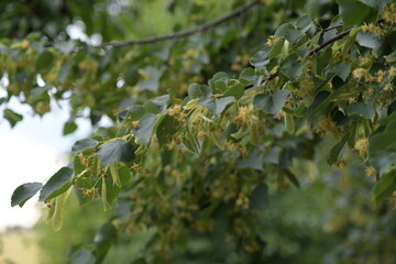 Linden blossoms on a tree in a park in springtime