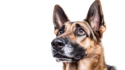 Obraz premium Quirky Ear Dog Look