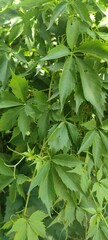 Close-up of vibrant green leaves of a climbing vine