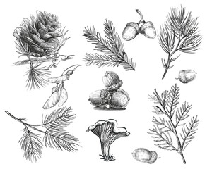 A set of detailed botanical pinecones in vintage engraving style. Great for packaging, invitations, or wall art. Pencil sketch