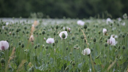 White Poppies in a Summer Field in the Czech Countryside – Blooming Nature and Tranquil Rural...