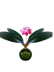 Avacado fruit and rose fliwer