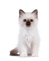 Adorable seal point Sacred Birman cat kitten, sitting up facing front. Looking straight to camera with breed specific blue eyes. Isolated on a white background.
