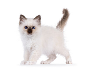 Adorable seal point Sacred Birman cat kitten, standing or walking side ways. Looking straight to camera with breed specific blue eyes. Isolated on a white background.