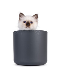 Adorable seal point Sacred Birman cat kitten, sitting in flower pot. Looking over edge straight to camera with breed specific blue eyes. Isolated on a white background.