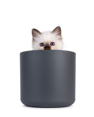 Adorable seal point Sacred Birman cat kitten, sitting in flower pot. Looking over edge straight to camera with breed specific blue eyes. Isolated on a white background.