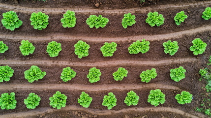 Rows of vibrant green lettuce grow in fertile brown soil. Fresh produce thrives in this orderly garden.