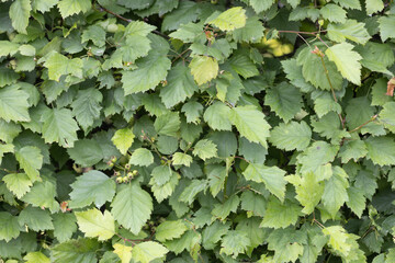 Green Foliage Covering a Bush with Dense Overlapping Leaves Outdoors