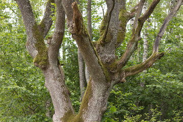 Moss-Covered Oak Tree Trunk Surrounded by Lush Green Forest