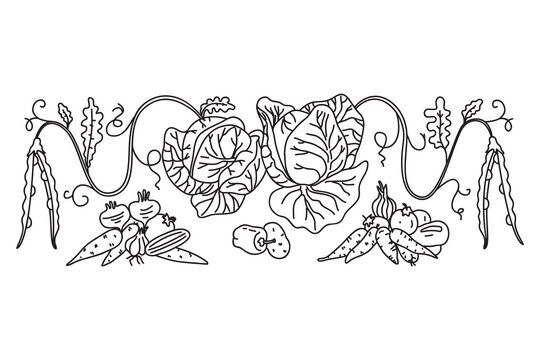 Line art botanical decorative different vegetables horizontal border pattern isolated on white background. Hand drawn outline veggies plants with Roots Stems Leaves vector illustration. Graphic design