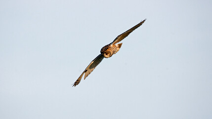 Long eared owl hunting