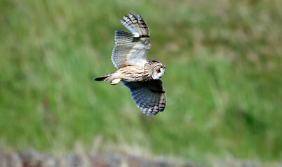 Long eared owl hunting