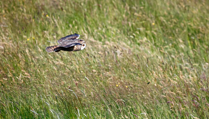 Long eared owl hunting