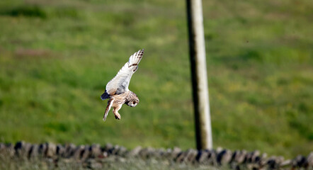 Long eared owl hunting