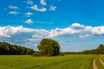 A tranquil vista of a verdant agricultural landscape, framed by a cerulean sky dotted with puffy white clouds