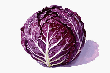 Obraz premium Violet Cabbage Flow purplish cabbage head isolated watercolor vector illustration svg