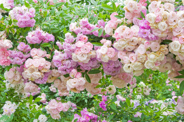 ピンクと紫のつる薔薇