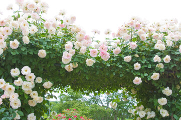 淡いピンクの薔薇のアーチ2