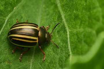 Tiny bug captured in perfect focus