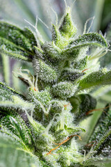 harvest_ready_cannabis