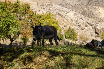 Donkey in the Sentyab village, Uzbekistan