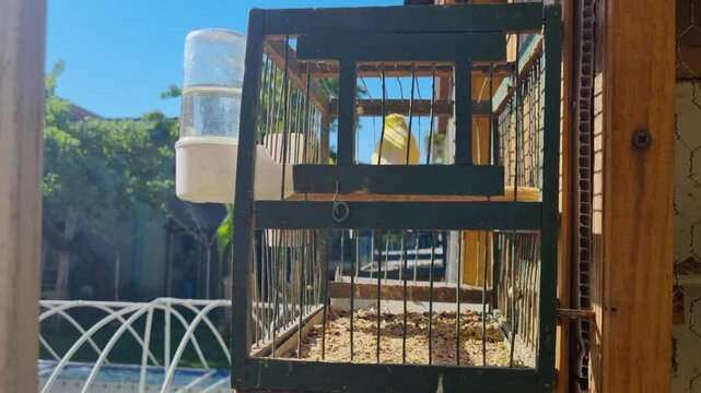 A yellow canary nervously flutters inside a small cage, highlighting the distress of confinement. Filmed at a breeder&rsquo;s home in Leskovac, Ni&scaron;, Serbia