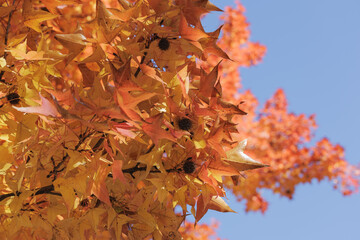 Shades of golden-orange and rusty fill the frame, as pointed and lobed leaves bask in bright sunlight against a clear blue sky. Spiny dark hued chestnuts dot the foliage, adding depth to the texture.
