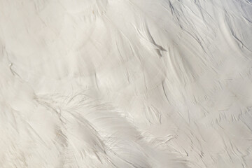 Obraz premium Texture of white bird feathers. Beautiful light background