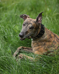 Portrait of brindle colored greyhound outdoor