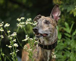 Portrait of brindle colored greyhound outdoor