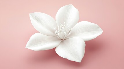 Single white flower blossom on pink background.