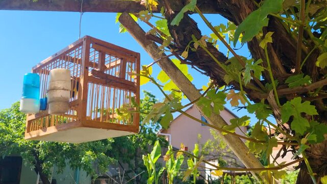 A pretty canary nervously flutters inside a small cage, hanging at a tree, highlighting the poor conditions of pet birds life. Filmed at a breeder&rsquo;s home in Leskovac, Ni&scaron;, Serbia